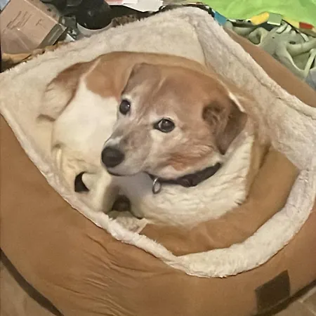 Connemara Sea Side House, Dog Paradise! Villa Leagun