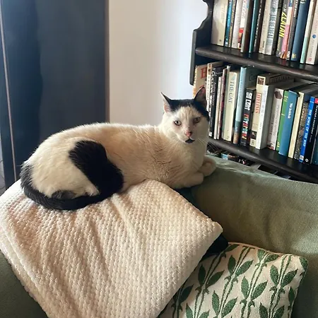 Villa Connemara Sea Side House, Dog Paradise! Leagun