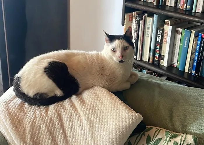 Villa Connemara Sea Side House, Dog Paradise! Leagun